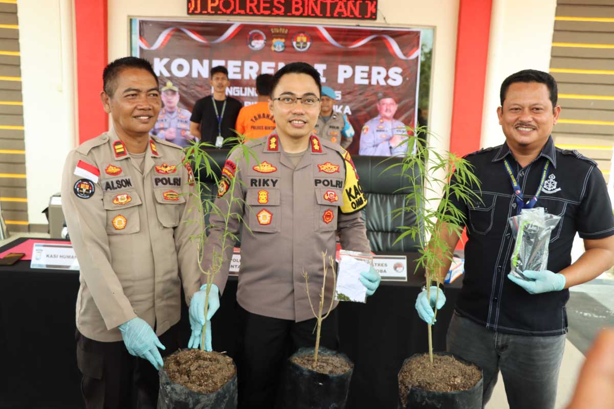 Tanam Pohon Ganja, Warga di Bintan Ditangkap Polisi