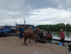 20 Ekor Sapi Dari Jambi Dipulangkan Balai Karantina Kepri, Dokumen Tak Lengkap