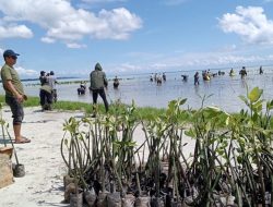 PLN Indonesia Power UBP Kepri Tanam Ribuan Bakau Avicennia di Pengudang Bintan