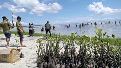 PLN Indonesia Power UBP Kepri Tanam Ribuan Bakau Avicennia di Pengudang Bintan