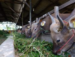 Jelang Idul Adha, Pedagang Sapi di Tanjungpinang Kebanjiran Order