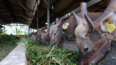 Jelang Idul Adha, Pedagang Sapi di Tanjungpinang Kebanjiran Order