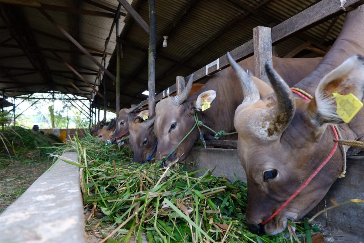 Jelang Idul Adha, Pedagang Sapi di Tanjungpinang Kebanjiran Order