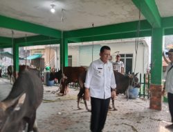 Jokowi Sumbang 2 Ekor Sapi Kurban ke Kepri