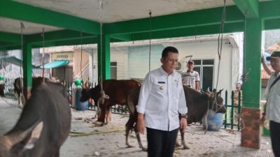 Jokowi Sumbang 2 Ekor Sapi Kurban ke Kepri