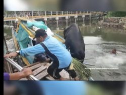 Hendak di Bawa ke Penyengat, Sapi Kurban Malah Kecebur Laut