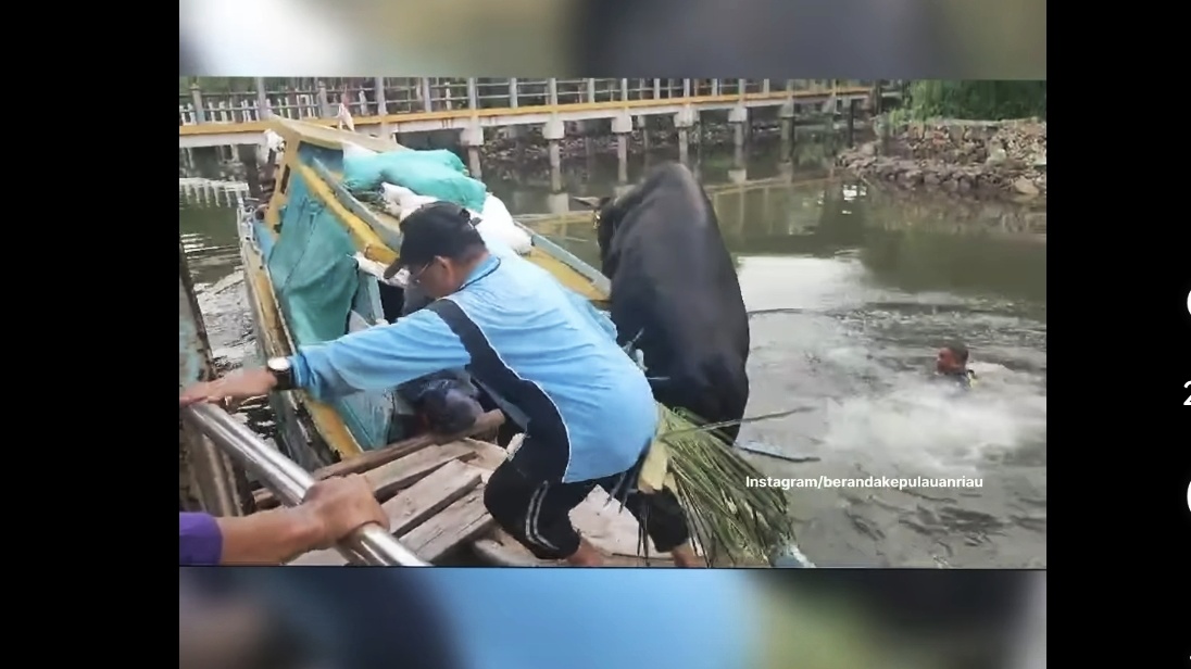 Hendak di Bawa ke Penyengat, Sapi Kurban Malah Kecebur Laut