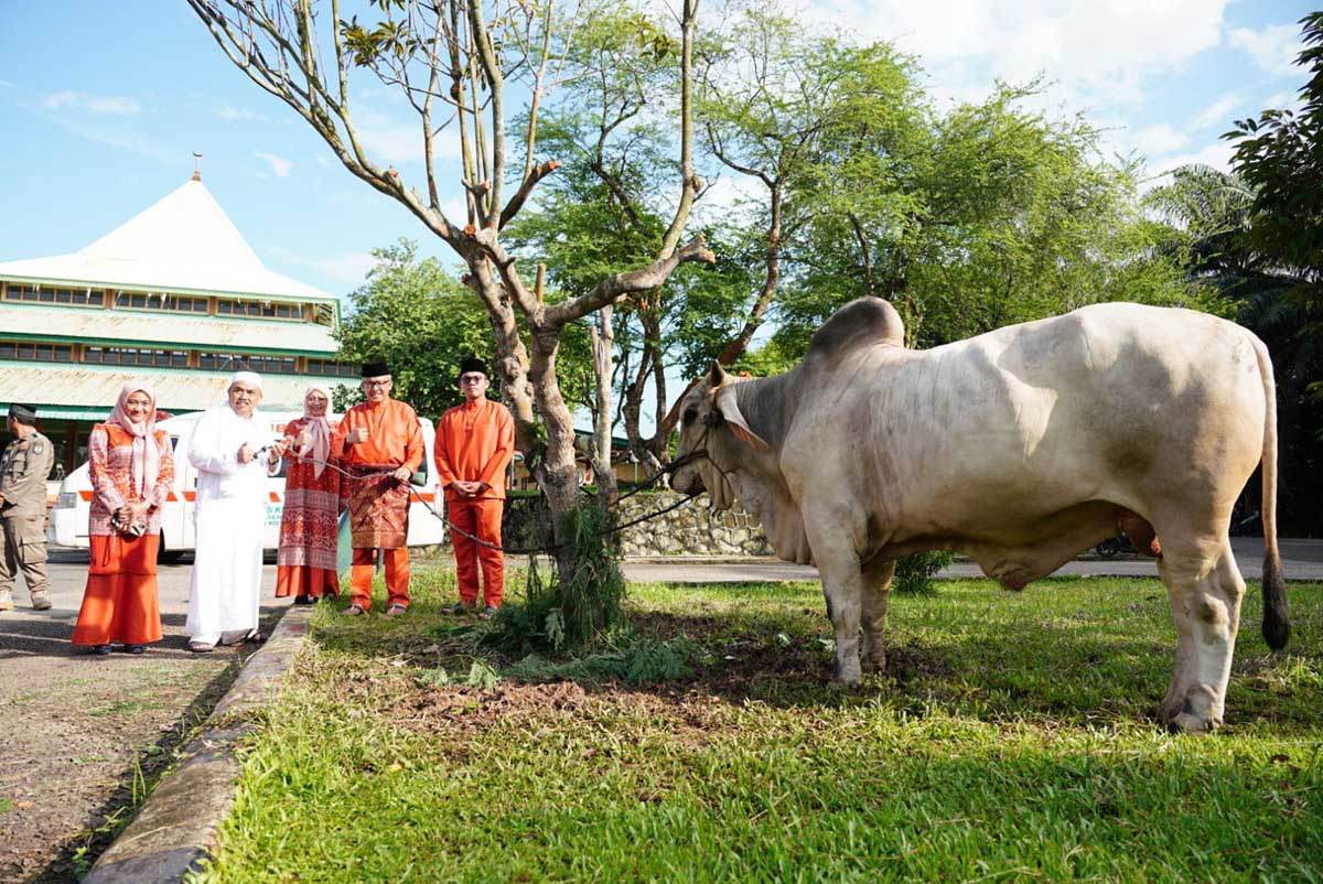 Jefridin Salurkan Bantuan Hewan Kurban Berbobot 400 Kg untuk Masjid Baiturrahman Sekupang