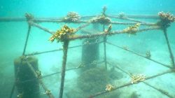 Nirwana Gardens Bintan Bangun Terumbu Karang Buatan untuk Konservasi Laut dan Ekowisata