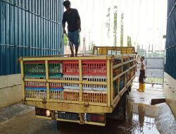 PT Japfa Akan Kurangi Siklus Panen untuk Atasi Hama Lalat yang Resahkan Warga
