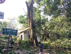 Ada Penebangan Pohon di Jalan Ahmad Yani Tanjungpinang, Warga Diimbau Hati Hati