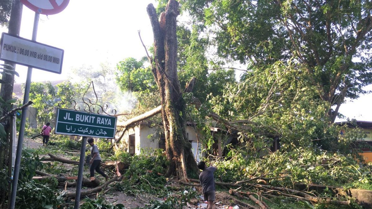 Ada Penebangan Pohon di Jalan Ahmad Yani Tanjungpinang, Warga Diimbau Hati Hati