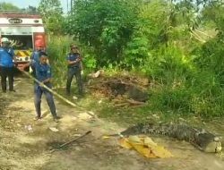 Buaya 3,5 Meter Tersangkut Pancingan Warga di Bintan