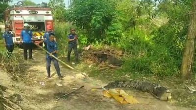 Buaya 3,5 Meter Tersangkut Pancingan Warga di Bintan