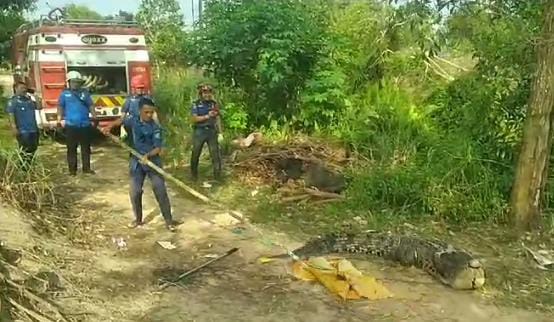 Buaya 3,5 Meter Tersangkut Pancingan Warga di Bintan