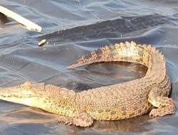 Buaya Muara Rusak Tambak Udang di Lingga