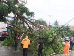 Dahan Pohon Patah Hingga Timpa Pengendara Motor di Tanjungpinang