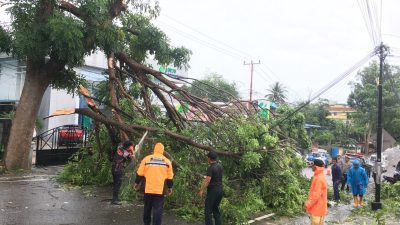 Dahan Pohon Hingga Timpa Pengendara Motor di Tanjungpinang