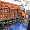 Dua Pengendara Motor Tewas Terlindas Truk Pengangkut Ayam di Bintan