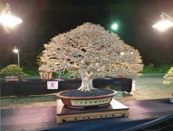 PPBI Tanjungpinang Gelar Pameran Bonsai, Anting Putri Senilai Miliaran Rupiah jadi Daya Tarik