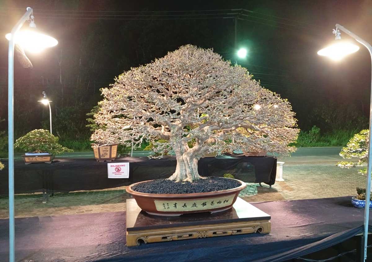 PPBI Tanjungpinang Gelar Pameran Bonsai, Anting Putri Senilai Miliaran Rupiah jadi Daya Tarik