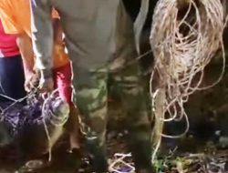 Buaya Sepanjang 3 Meter yang Resahkan Warga Temoyong Berhasil Ditangkap