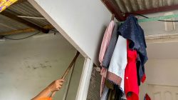 Ular Piton Masuk Atap Rumah Warga Kuantan