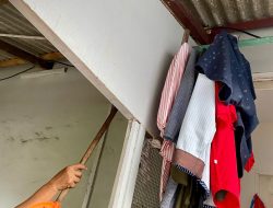 Ular Piton Masuk Atap Rumah Warga Kuantan