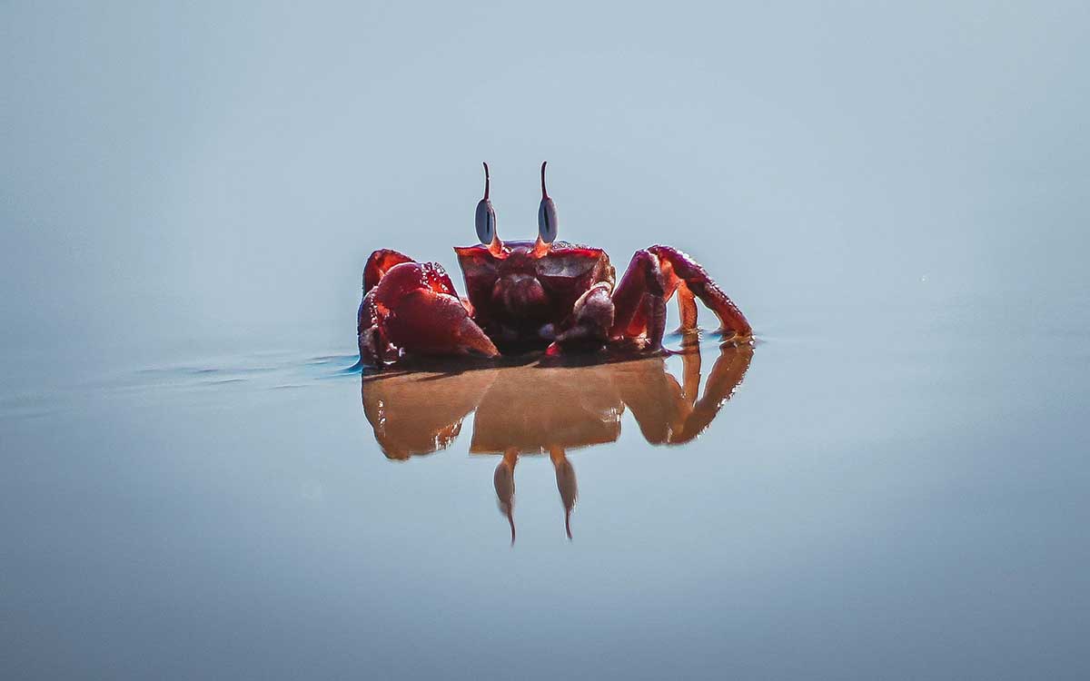 Ciri-ciri Orang dengan Mental Kepiting, Waspadai Dampaknya