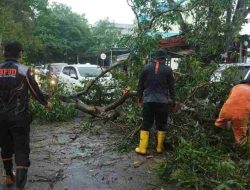 Cuaca Ekstrem di Tanjungpinang, Dua Pohon Tumbang Dievakuasi BPBD