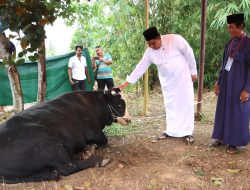 Bupati Bintan Serahkan Sapi Kurban Presiden Prabowo untuk Warga Tanjung Uban