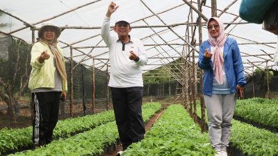 Pemprov Kepri Bagikan 45.000 Bibit Cabai Gratis, Dorong Ketahanan Pangan dan Kendalikan Inflasi
