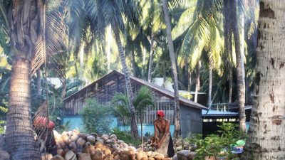 Ekspor Kelapa dari Kepri Naik 28 Persen, Malaysia dan Singapura Jadi Tujuan Utama