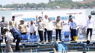 Panen Perdana Lobster di Batam, Wapres Gibran Dorong Industrialisasi Perikanan