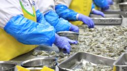 Ekspor Udang ke AS Tetap Lancar, KKP Pastikan Pasar Amerika Aman untuk Produk Indonesia