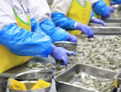 Ekspor Udang ke AS Tetap Lancar, KKP Pastikan Pasar Amerika Aman untuk Produk Indonesia