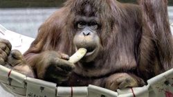 Jennifer dan Hayato “Menikah”, Orangutan Indonesia dan Jepang Jadi Simbol Kerja Sama Konservasi Internasional