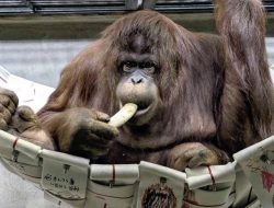Jennifer dan Hayato “Menikah”, Orangutan Indonesia dan Jepang Jadi Simbol Kerja Sama Konservasi Internasional