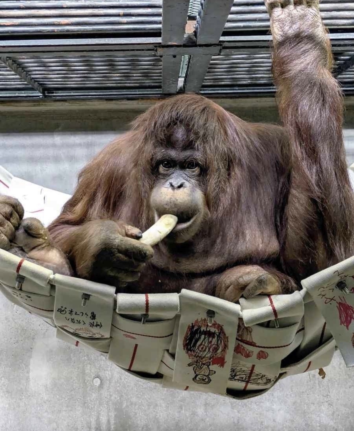 Jennifer, orangutan betina asal Indonesia, diperkenalkan kepada publik Jepang dalam acara Orangutan Jennifer & Hayato Unveiling Ceremony di Tobe Zoo, Prefektur Ehime, Jepang. Acara tersebut menjadi bagian dari program kerja sama konservasi antara Indonesia dan Jepang. Dok : Istimewa