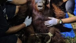 Pilunya Nasib Ira, Orangutan Betina yang Dievakuasi dari Kawasan Hutan Terbakar di Kalteng 2. Orangutan Bet
