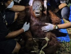 Pilunya Nasib Ira, Orangutan Betina yang Dievakuasi dari Kawasan Hutan Terbakar di Kalteng 2. Orangutan Bet