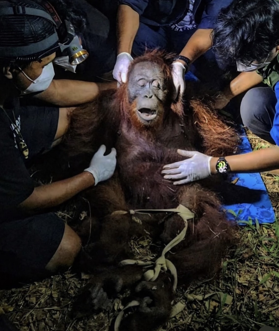 Tim penyelamat melakukan pemeriksaan terhadap seekor orangutan betina bernama Ira yang dievakuasi di kawasan hutan dekat Jalan Tjilik Riwut Km 9, jalur Sampit–Kota Besi, Kalimantan Tengah. Dok : Istimewa
